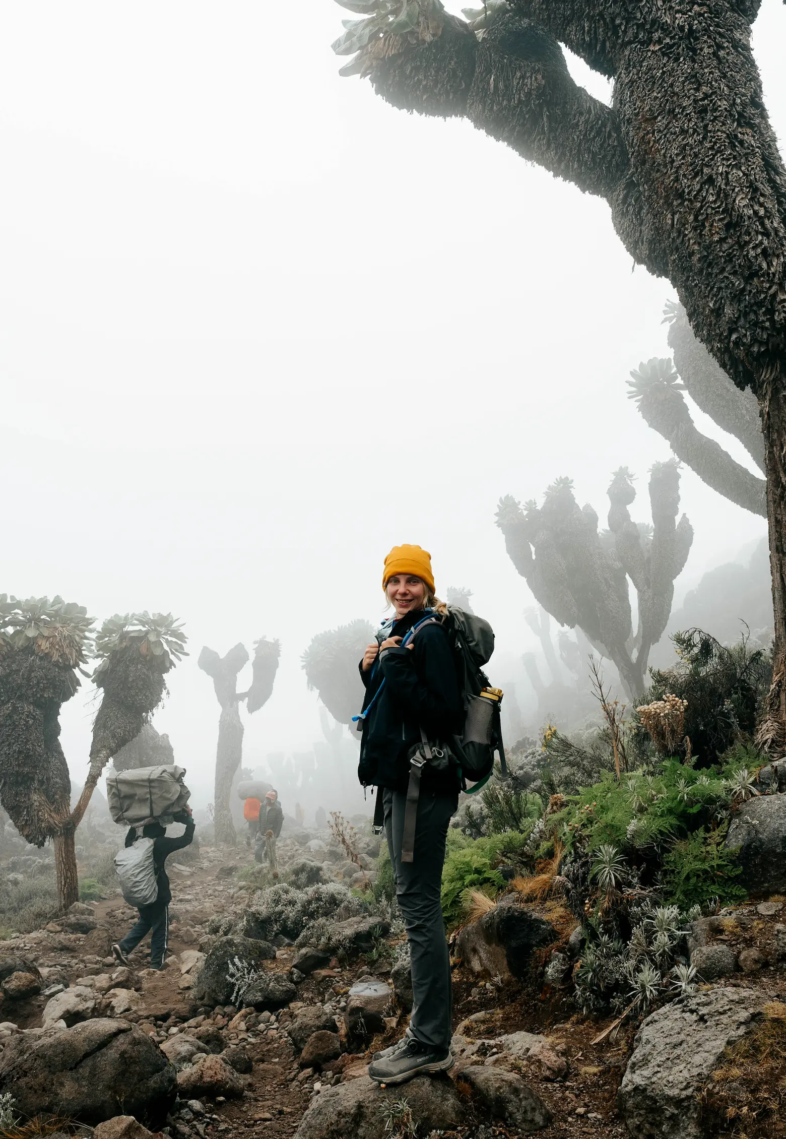 Climber near giant groundsels on Mount Kilimanjaro Climber near giant groundsels on Mount Kilimanjaro