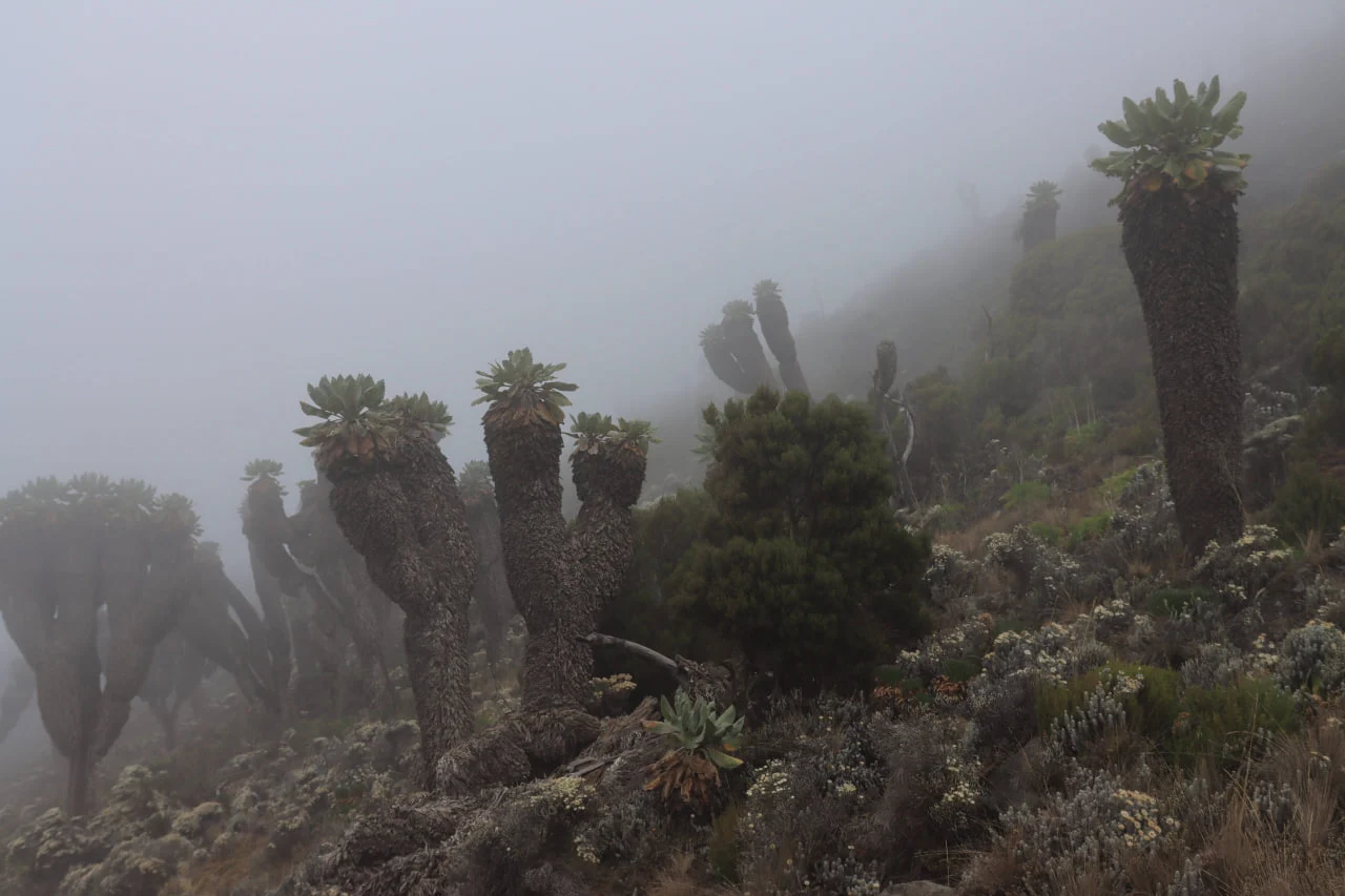 You can see Giant Groundsel on the most beautiful Kilimanjaro route - Lemosho, and other southern and western routes You can see Giant Groundsel on the most beautiful Kilimanjaro route - Lemosho, and other southern and western routes
