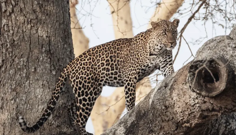 Leopard, photographed in the Serengeti, East Africa, by Altezza Travel team in 2023 Leopard, photographed in the Serengeti, East Africa, by Altezza Travel team in 2023