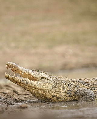 Ruaha National Park Ruaha National Park