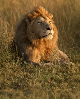 Safari Safari