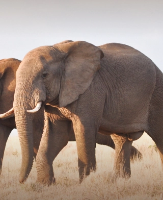 Tarangire National Park Tarangire National Park